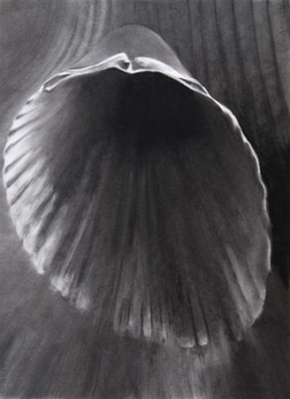 Half [Cockle #1]